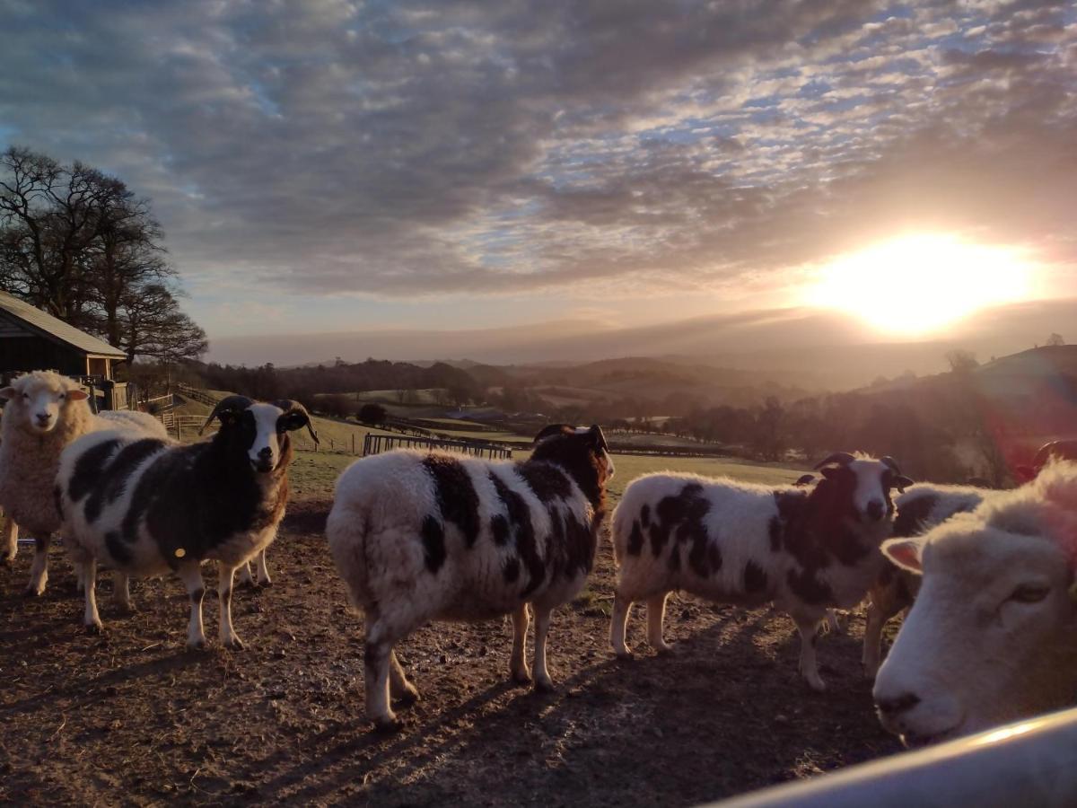 Sheep Dip Cottage - 5* Cyfie Farm, With Log Burner And Private Hot Tub Llanfyllin Εξωτερικό φωτογραφία